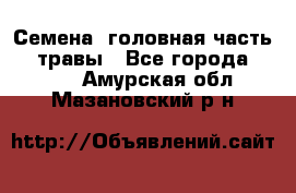 Семена (головная часть))) травы - Все города  »    . Амурская обл.,Мазановский р-н